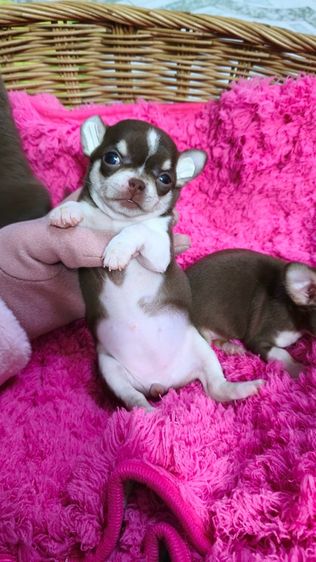 ลูกชิวาวาขนสั้น รูปที่ 3