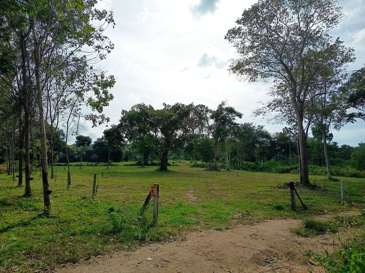 ที่ดิน เกาะสมุย 4 ไร่ รูปที่ 3