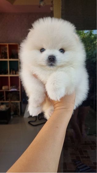 น้องปอม รูปที่ 2