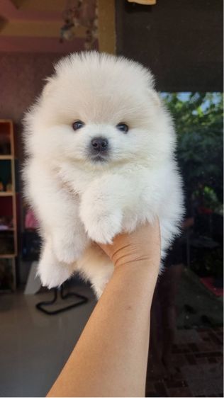 ปอมเมอเรเนียน (Pomeranian) เล็ก น้องปอม