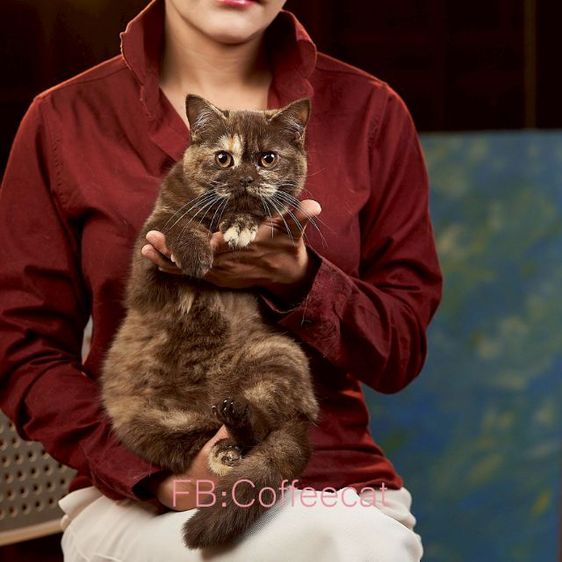 แมวบริติชช็อตแฮร์ WCF สีช็อคโกแลตตอตี้ รูปที่ 4