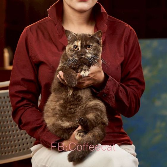 แมวบริติชช็อตแฮร์ WCF สีช็อคโกแลตตอตี้