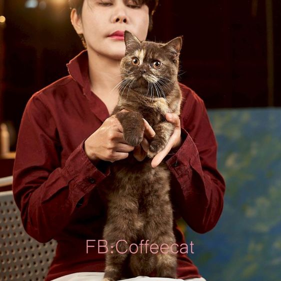 แมวบริติชช็อตแฮร์ WCF สีช็อคโกแลตตอตี้ รูปที่ 3