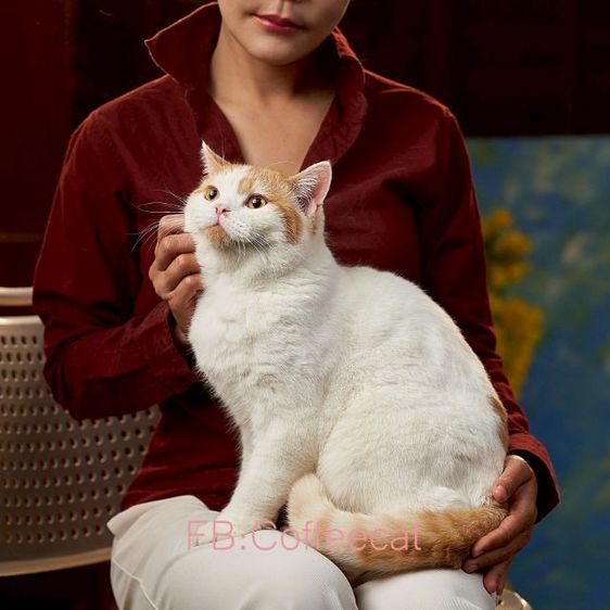 ลดประชากรสายพันธุ์ british shorthair เพศผู้ มีเพดดีกรี wcf