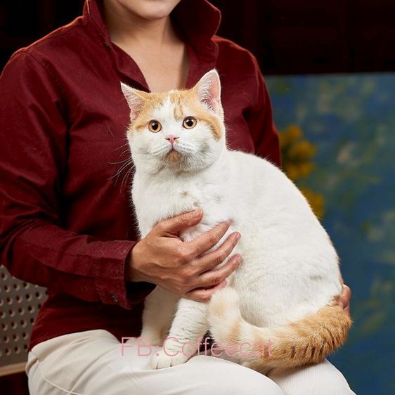ลดประชากรสายพันธุ์ british shorthair เพศผู้ มีเพดดีกรี wcf รูปที่ 4