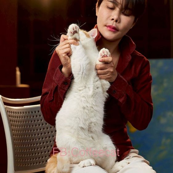 ลดประชากรสายพันธุ์ british shorthair เพศผู้ มีเพดดีกรี wcf รูปที่ 5
