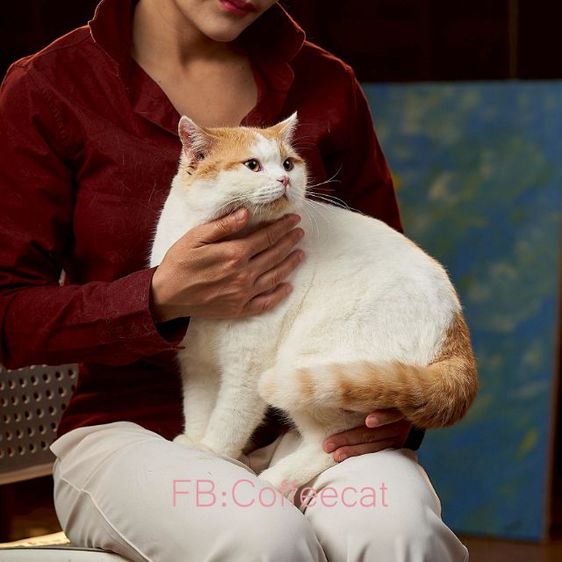 ลดประชากรสายพันธุ์ british shorthair เพศผู้ มีเพดดีกรี wcf รูปที่ 3