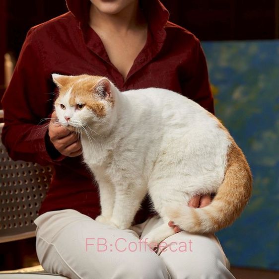 ลดประชากรสายพันธุ์ british shorthair เพศผู้ มีเพดดีกรี wcf รูปที่ 7
