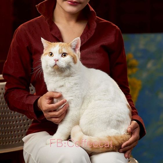 ลดประชากรสายพันธุ์ british shorthair เพศผู้ มีเพดดีกรี wcf รูปที่ 2