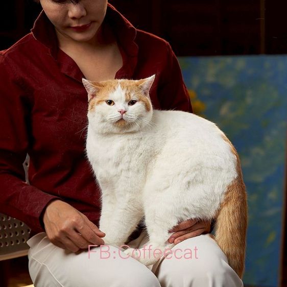 ลดประชากรสายพันธุ์ british shorthair เพศผู้ มีเพดดีกรี wcf รูปที่ 6
