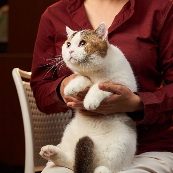 รถประชากรแมวสายพันธุ์british short hair เพศผู้ รูปที่ 5