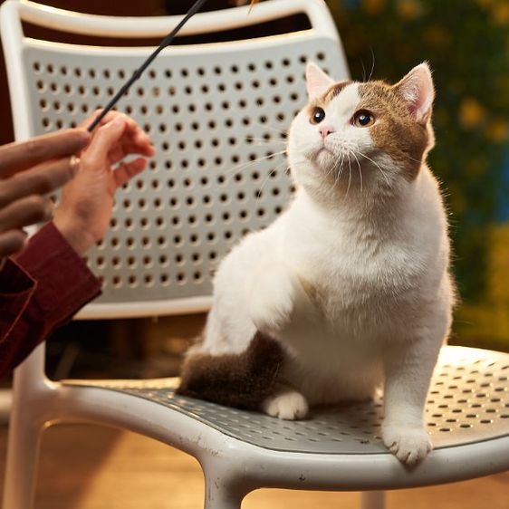 รถประชากรแมวสายพันธุ์british short hair เพศผู้ รูปที่ 2