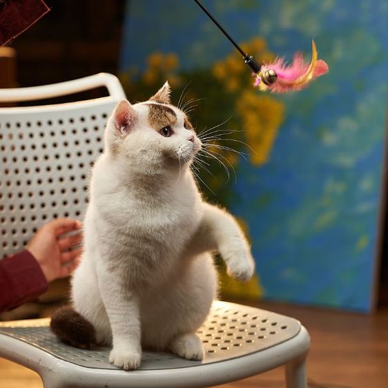 รถประชากรแมวสายพันธุ์british short hair เพศผู้ รูปที่ 7