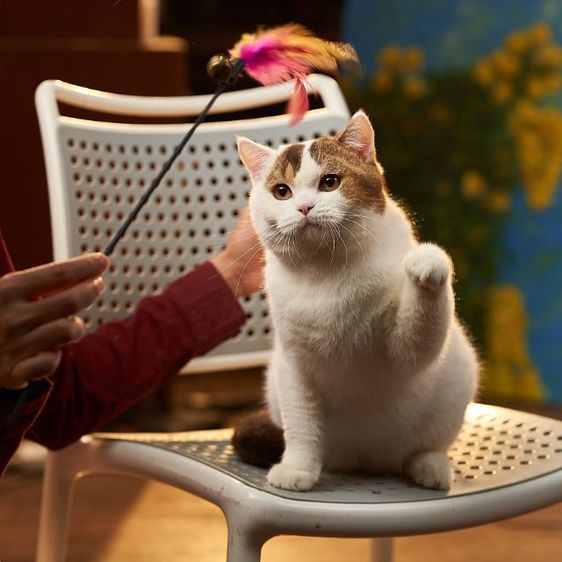 รถประชากรแมวสายพันธุ์british short hair เพศผู้ รูปที่ 6