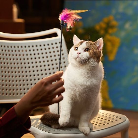 รถประชากรแมวสายพันธุ์british short hair เพศผู้ รูปที่ 3