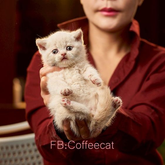แมวสายพันธุ์ british shorthair สีครีม เพศผู้