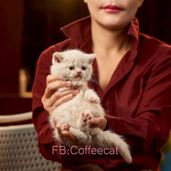 แมวสายพันธุ์ british shorthair สีครีม เพศผู้ รูปที่ 4