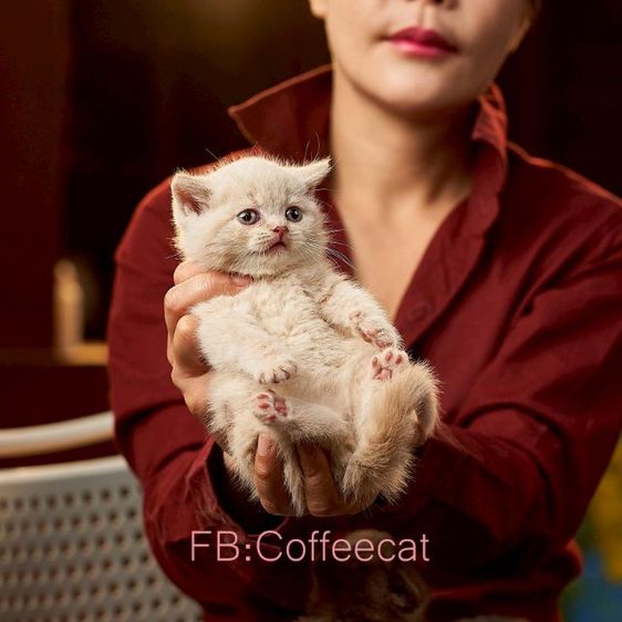 แมวสายพันธุ์ british shorthair สีครีม เพศผู้ รูปที่ 9