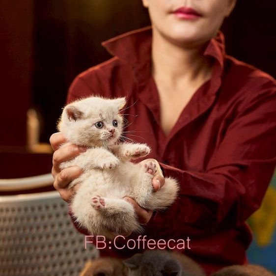 แมวสายพันธุ์ british shorthair สีครีม เพศผู้ รูปที่ 3