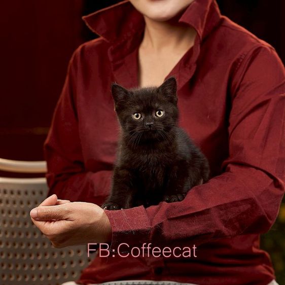แมวสีดำ สายพันธุ์ british shorthair เพศเมีย รูปที่ 4
