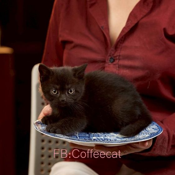 แมวสีดำ สายพันธุ์ british shorthair เพศเมีย รูปที่ 3