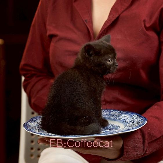 แมวสีดำ สายพันธุ์ british shorthair เพศเมีย รูปที่ 2
