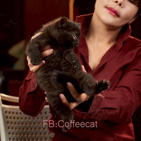 แมวสีดำ สายพันธุ์ british shorthair เพศเมีย รูปที่ 5