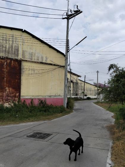 ใช่ โกดังพร้อมที่ดินโคตรคุ้มสุขุมวิทชลบุรั รูปที่ 3