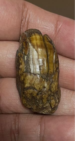 หมูตัน ของเก่าสะสม รูปที่ 2