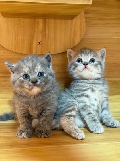 สก็อตติช โฟลด์ (Scottish Fold) สก็อตติชโฟล์ด
