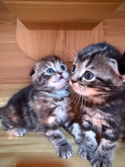 สก็อตติช โฟลด์ (Scottish Fold) สก็อตติชโฟล์ด