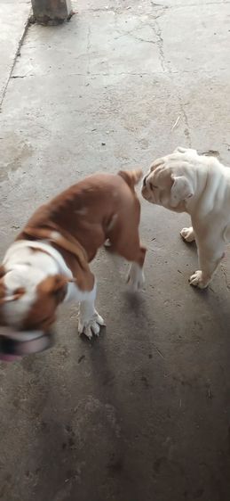 English Bulldog แท้แม่พันธุ์สาว ตอนนี่ผสมแล้ววันที่29ม.ค.2026 รูปที่ 6
