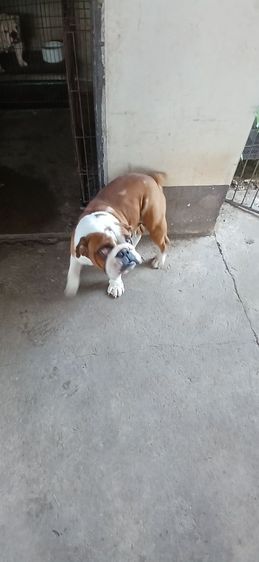 English Bulldog แท้แม่พันธุ์สาว ตอนนี่ผสมแล้ววันที่29ม.ค.2026 รูปที่ 7