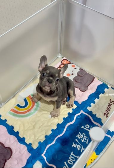 เฟรนช์ บูลด็อก (French Bulldog) เล็ก  เฟรนช์ บลูด็อก สีไลแล็ค