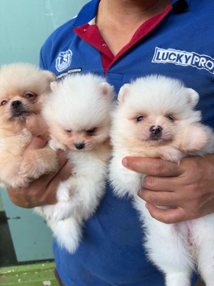 ปอมเมอเรเนียน (Pomeranian) เล็ก ปอมหน้าหมี
