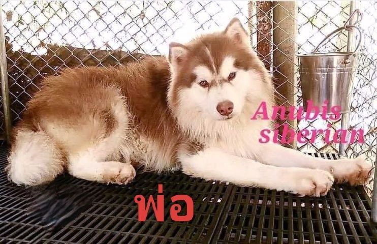 ลูกไซบีเรียนฮักกี๊ วุลลี่โค๊ท รูปที่ 4