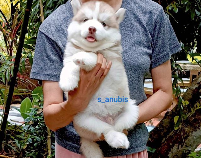 ลูกไซบีเรียนฮักกี๊ วุลลี่โค๊ท รูปที่ 2