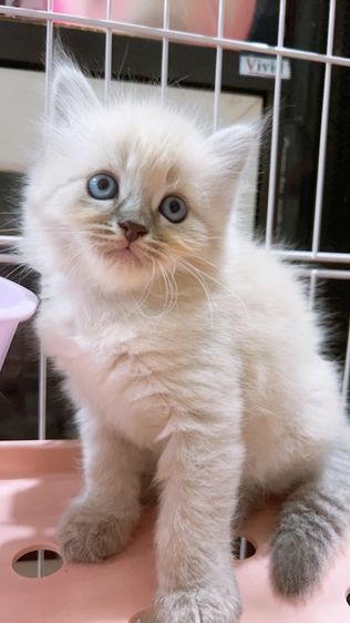 ลูกแมวเปอร์เซีย แท้