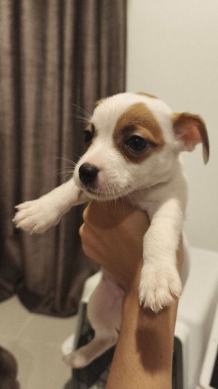 แจ็ครัสเซลล์ ผสม ทรงสวย  รูปที่ 4