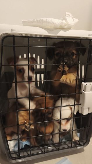 แจ็ครัสเซลล์ ผสม ทรงสวย  รูปที่ 5