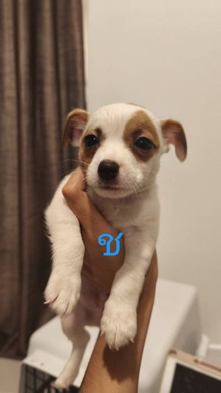 แจ็ครัสเซลล์ ผสม ทรงสวย  รูปที่ 2