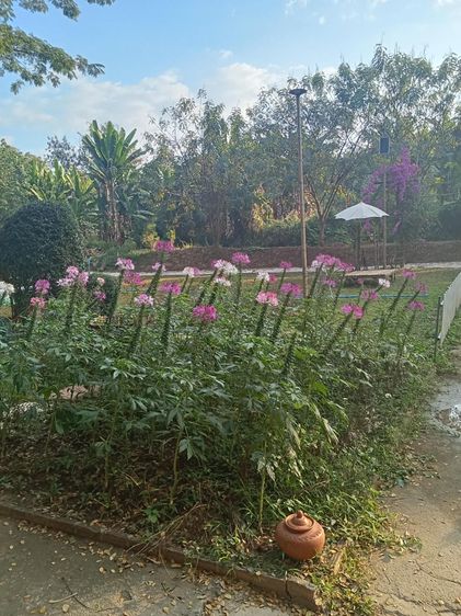 ให้เช่า.ร้านอาหาร รูปที่ 2