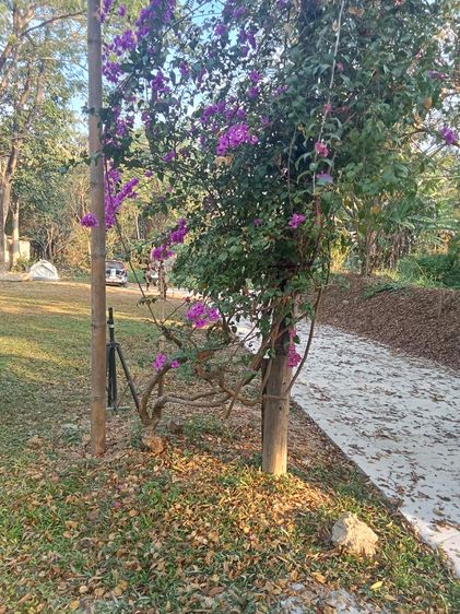 ให้เช่า.ร้านอาหาร รูปที่ 3