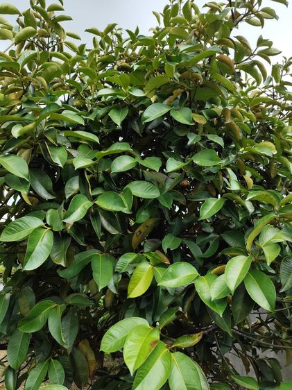 ขายบ้านและที่ดินสวน ใกล้แหล่งท่องเที่ยว ทำเลดีติดถนนสาธารณะ อ.เมือง จ.นครนายก รูปที่ 4