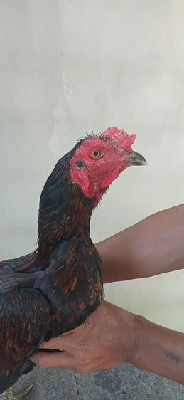 รวมส่ง (เจ้าเด้ง)มีคลิปให้ชม รูปที่ 3