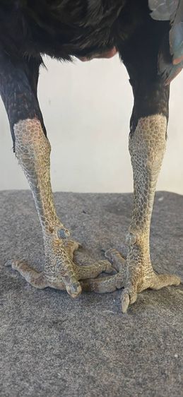 รวมส่ง (เจ้าเด้ง)มีคลิปให้ชม รูปที่ 4