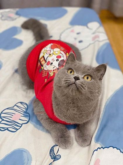 แมวมันช์กิ้น รูปที่ 7