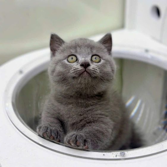 แมวมันช์กิ้น รูปที่ 2