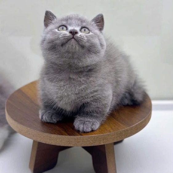 แมวมันช์กิ้น รูปที่ 4