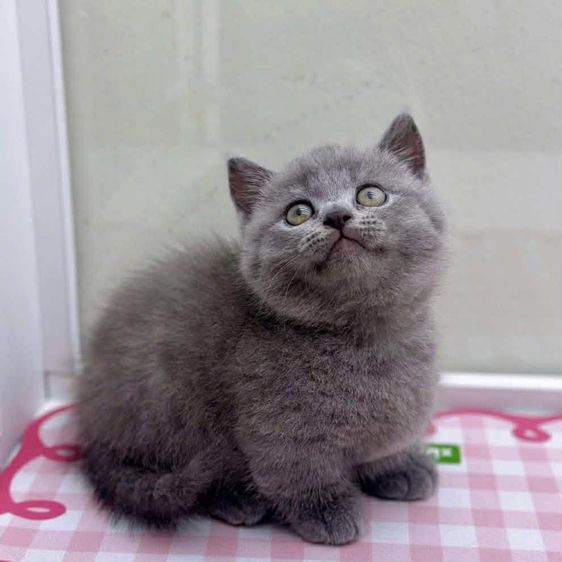 แมวมันช์กิ้น รูปที่ 5